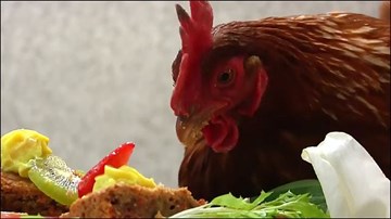 Trung Quốc: Tổ chức tiệc cho gà ăn Tết nguyên đán