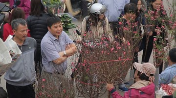 Đào Tết bị chê xấu, giá tăng cao, dân vẫn đổ xô đi mua