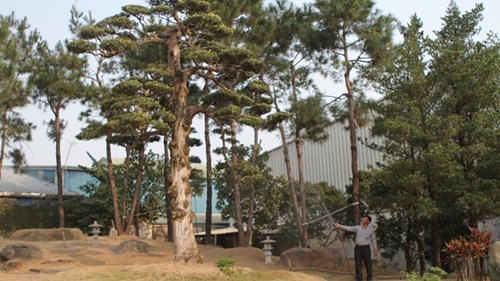 Thú chơi cây Tết tiền tỷ của đại gia Việt