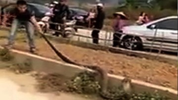 Bắt sống rắn hổ mang chúa to như trăn ngay giữa đường