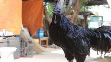 Gà mặt quỷ và thú chơi gà đắt nhất thế giới của người Hà Nội