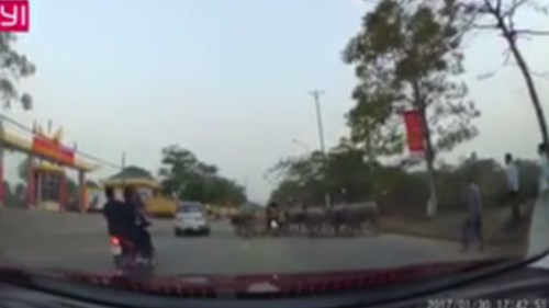Xe máy chạy tốc độ cao lao thẳng vào đàn trâu ở Hà Nội