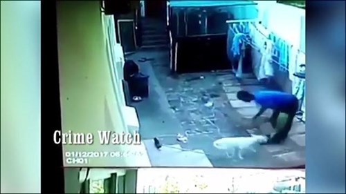 Trộm trèo tường vào nhà bị 2 chú chó xâu xé, kéo... tụt quần