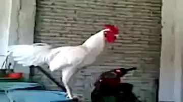 Cười vỡ bụng với tiếng gáy kỳ dị của chú gà trống
