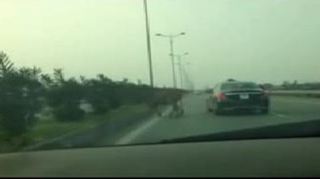Bò lao qua đường quốc lộ và cảnh tượng khiến nhiều người giật mình