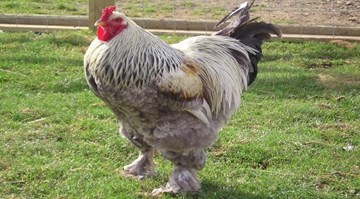 Gà khổng lồ nặng 15kg giá 30 triệu đồng/cặp