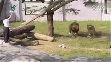 Định 'thôi miên' sư tử, người đàn ông say suýt bỏ mạng
