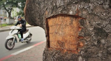 Hàng loạt cây xà cừ ở Hà Nội bị đục khoét