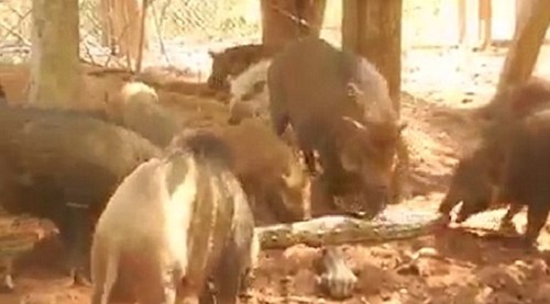 Trăn khổng lồ bị đàn lợn giận dữ xé tan xác thành từng mảnh nhỏ để trả thù