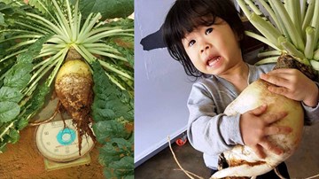 Củ cải trắng khổng lồ nặng hơn 5kg, to gần bằng em bé ở Lâm Đồng