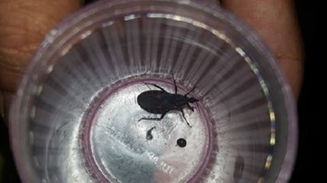 Phát hiện ổ bọ xít hút máu người ở TP.HCM