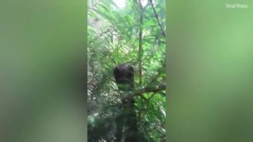 Hổ mang khổng lồ điên cuồng tấn công mèo sau cửa kính