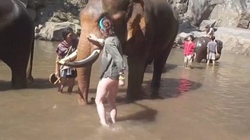Cả gan sờ vòi voi, cô gái bị hất tung người