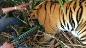 Dân làng vây bắt hổ dữ chuyên ăn thịt người