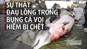 Túi ni lông đầy ắp trong bụng một con cá voi hiếm mắc cạn