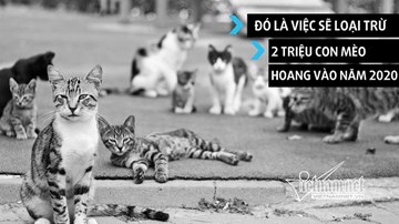 Australia sẽ diệt 2 triệu con mèo hoang vào năm 2020