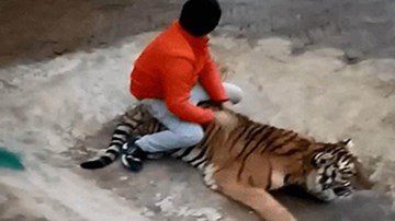 Nam thanh niên đùa giỡn với hổ, dư luận sục sôi phản ứng