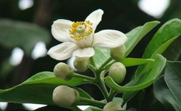 Hoa bưởi sớm nồng nàn 'ướp hương' phố phường Hà Nội