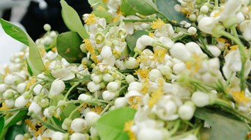 Hoa bưởi vài chục nghìn một lạng hút người mua khắp Hà Nội