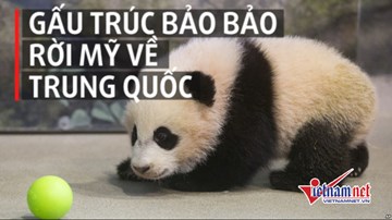 Gấu trúc quý rời Mỹ về Trung Quốc trong nước mắt