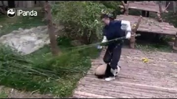 Chú gấu trúc 