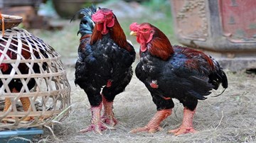 Nguyên nhân gà Đông Tảo chết hàng loạt