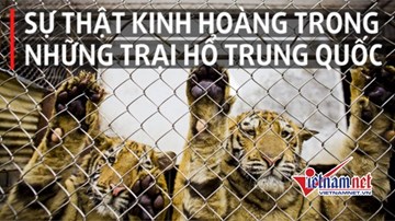 Sự thật kinh hoàng trong những trại hổ của Trung Quốc