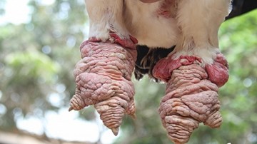 Tìm ra nguyên nhân gà Đông Tảo chân 'khủng' chết hàng loạt