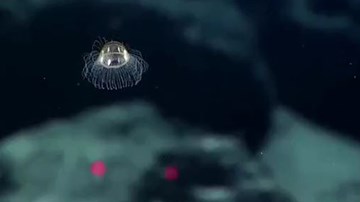 Phát hiện sinh vật hình đĩa bay, phát sáng như UFO dưới biển sâu