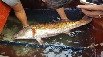 Ngư dân bắt được cá lạ, nghi là cá sủ vàng