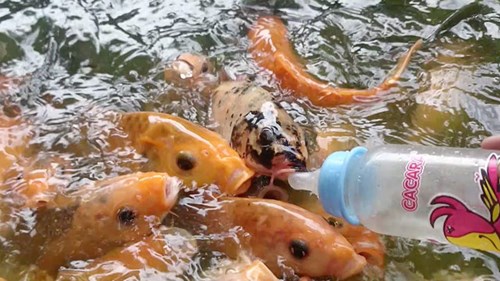 Kỳ thú hàng ngàn con cá chép tranh nhau... bú bình sữa trẻ em