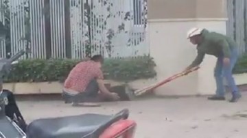 Hò nhau vây bắt nhím ‘khổng lồ’ trên phố Hà Nội