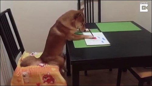 Nghĩ mình là người nên chú chó shiba đáng yêu chỉ thích cày phim và tô màu