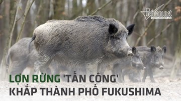 Lợn rừng 'tấn công' khắp thành phố hạt nhân của Nhật Bản
