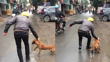 Chú chó bị chủ túm cổ, dí đầu xuống nước vì tội bỏ trốn