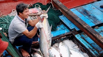 Ngư dân vây bắt được đàn cá bè quỵt kỷ lục ở đảo Cồn Cỏ