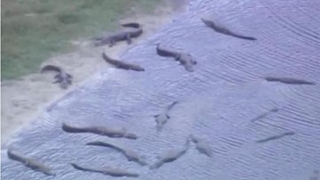 Kinh hoàng cá sấu lúc nhúc trong hố tử thần tại Florida
