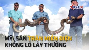 Mỹ thuê thợ săn trăn Miến Điện khổng lồ giá cao