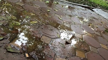 Hoang mang nước sinh hoạt ngấm nước bể phốt