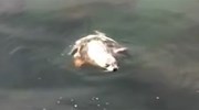 Hải cẩu phơi nắng bị bạch tuộc khổng lồ kéo vào tử chiến