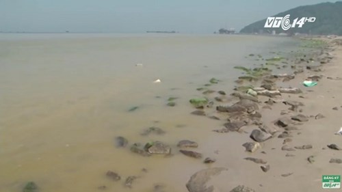 Cá chết, nước chuyển màu vàng đục ở Cảng Chân Mây