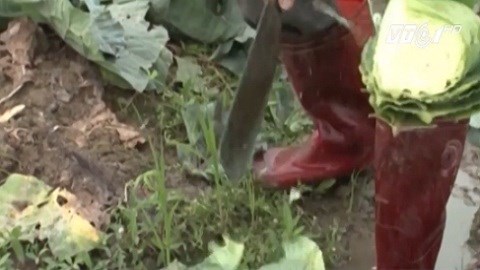 100 đồng/kg bắp cải, nông dân tự tay đốn bỏ hàng chục tấn rau tại ruộng