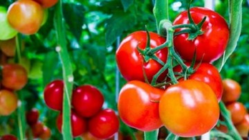 Mẹo bảo quản hành tây, cà chua tươi ngon