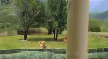 Sư tử bất ngờ nhảy qua hào sâu tấn công du khách