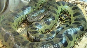 Choáng với 7 loại mãng xà khổng lồ nguy hiểm nhất hành tinh