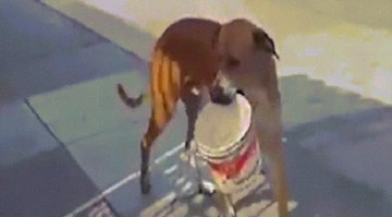 Xúc động chó ngậm xô chạy khắp nơi xin nước uống