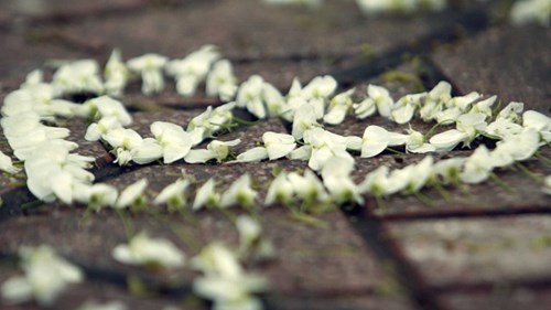 Tinh khôi mùa hoa sưa Hà Nội