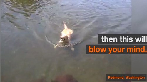 Mắc bệnh bẩm sinh, chú chó có khả năng bơi ếch cực đỉnh