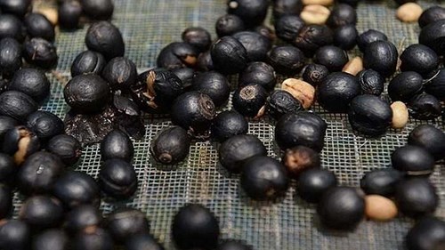 Tận mắt thấy quy trình sản xuất cà phê phân voi đắt nhất hành tinh