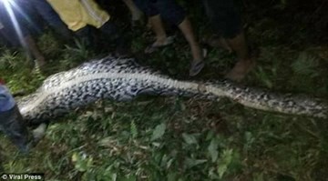 Mổ bụng trăn khổng lồ, kinh hãi phát hiện người nằm gọn bên trong